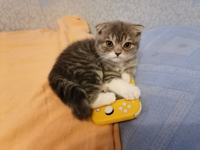Коты из сети