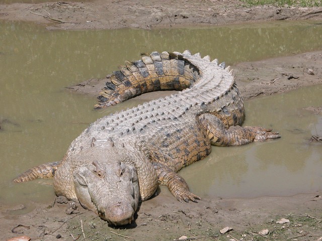 Бредзона