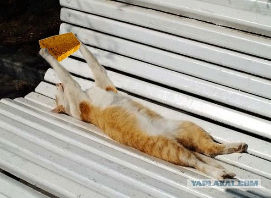 Я знал прикуп! Я в Сочи!