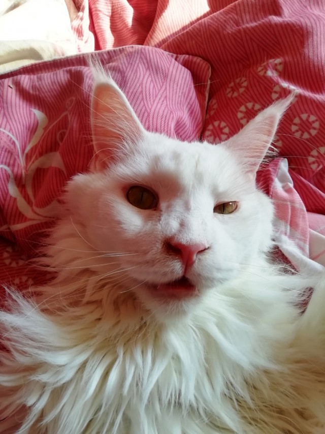 Котовторник?! Коты во вторник!
