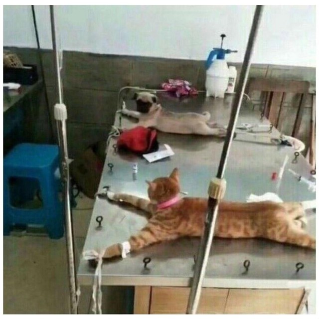 Эстетизм идиотизма