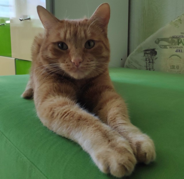 Котовторник 13.10.2020