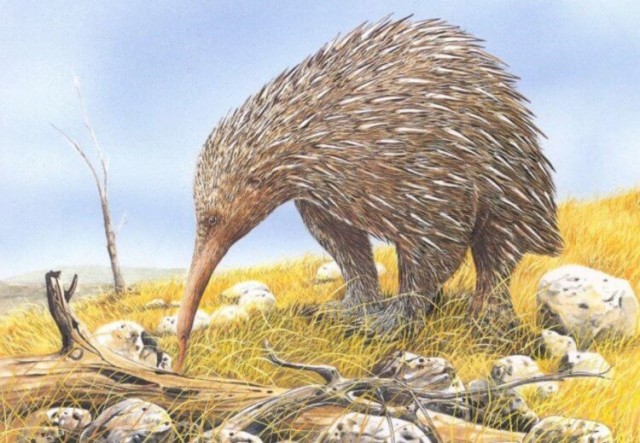 Животные, которые жили в Австралии тысячи лет назад