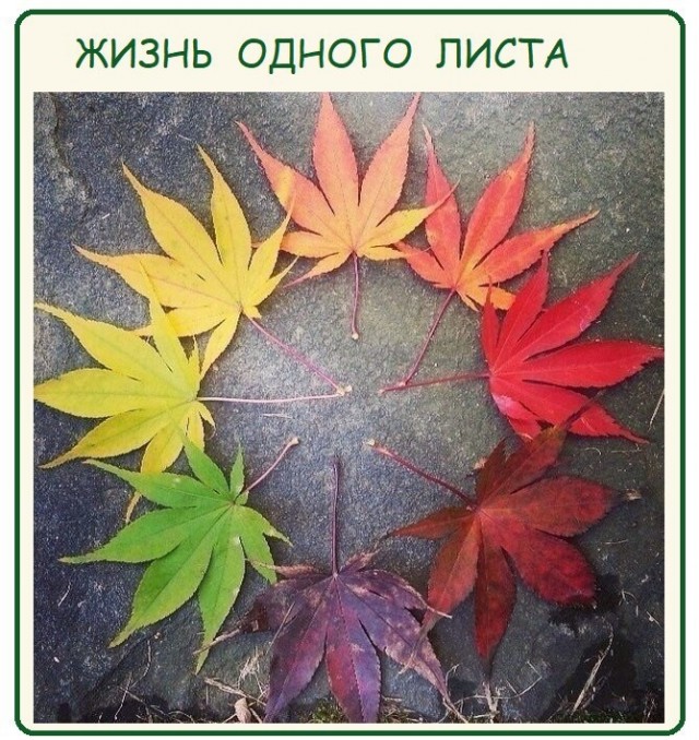 Картинки всякие 13.02.21