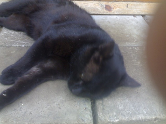 Котовторнику быть!