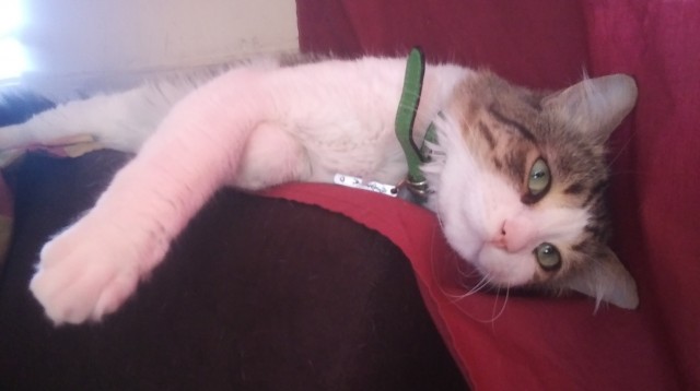 Котовторнику быть!