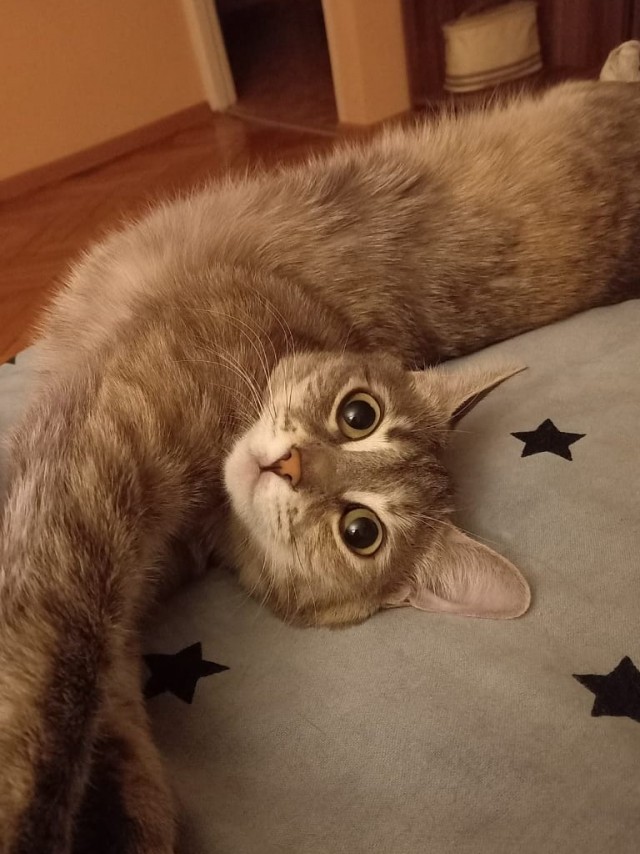Котовторник!