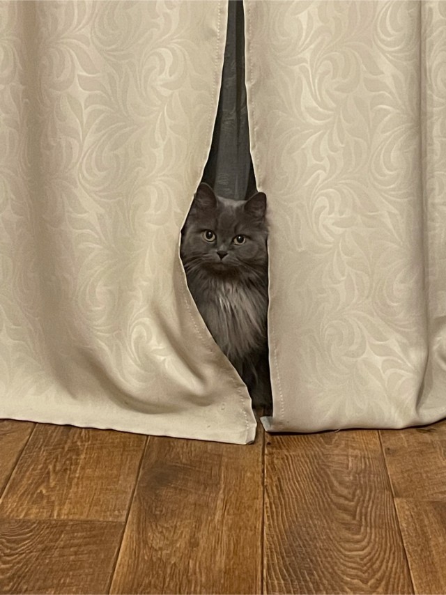 А котовторник уже начался?