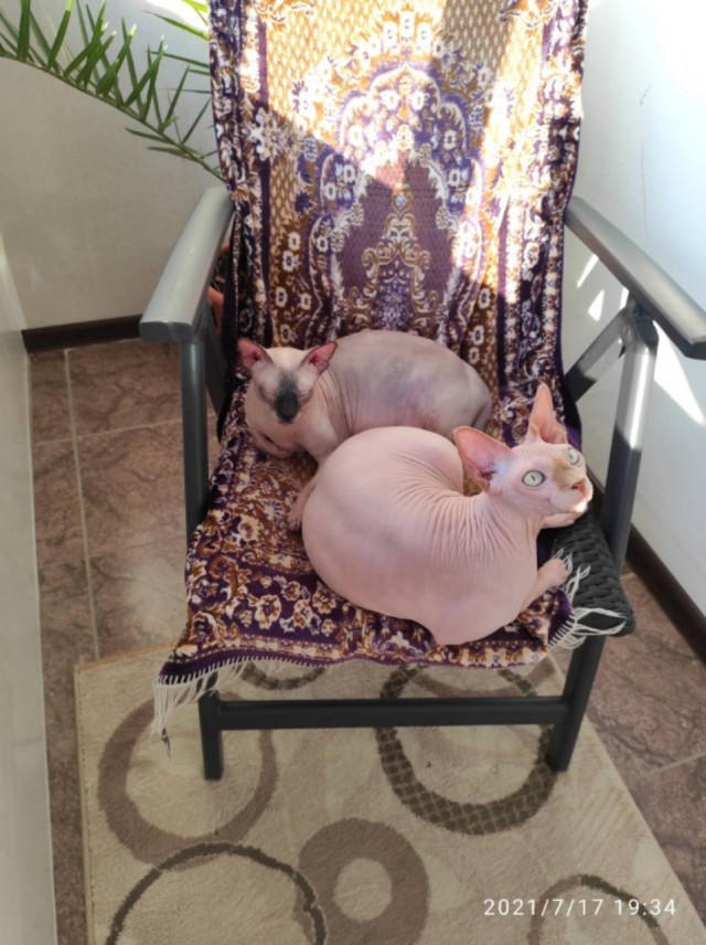 Погнали! С котовторником, други!