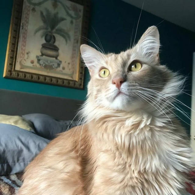 Разные котики