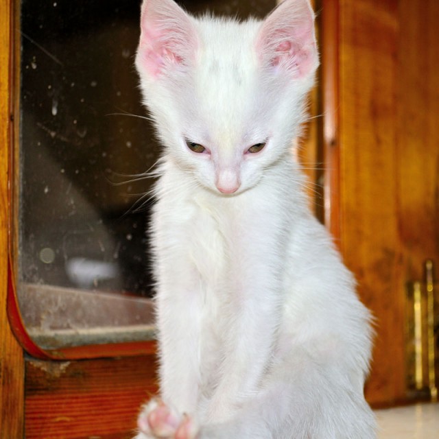 Котовторник 14.09.2021