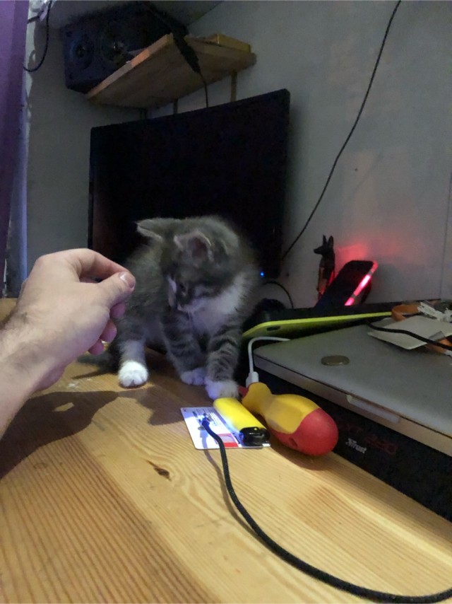 Котенок Ричард