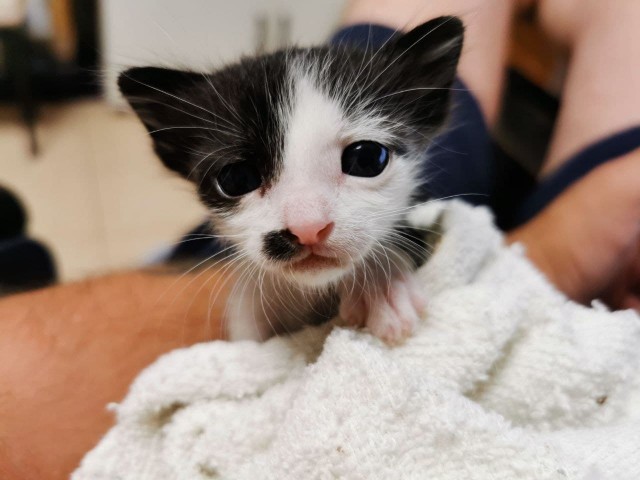 Котовторник же уже наступил?