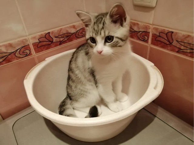 Ну, поехали в котоввторник!