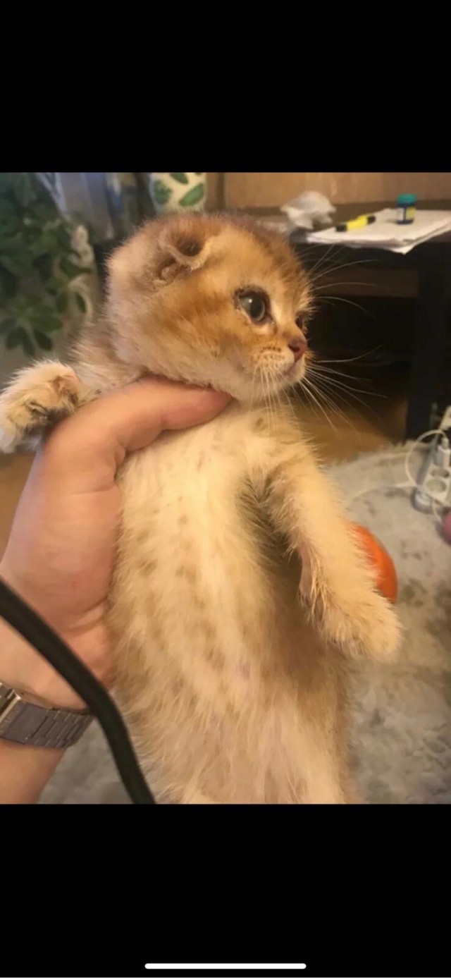 Отдали кота