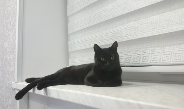 Прогнать кота невозможно