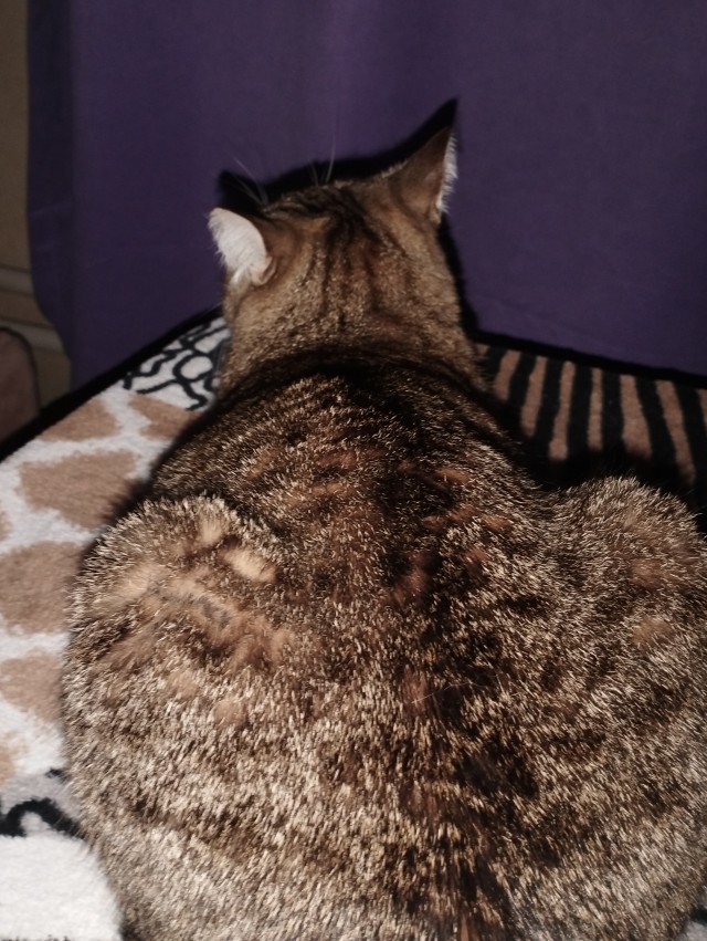 Хоть и не котовторник