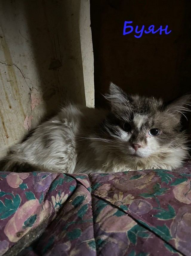 Жизнь домашнего приюта "Котоленд" 373