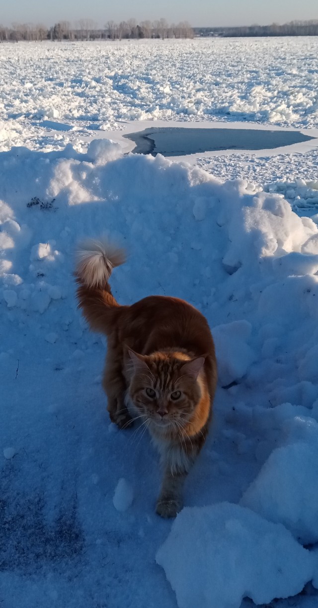 Собаковторник!