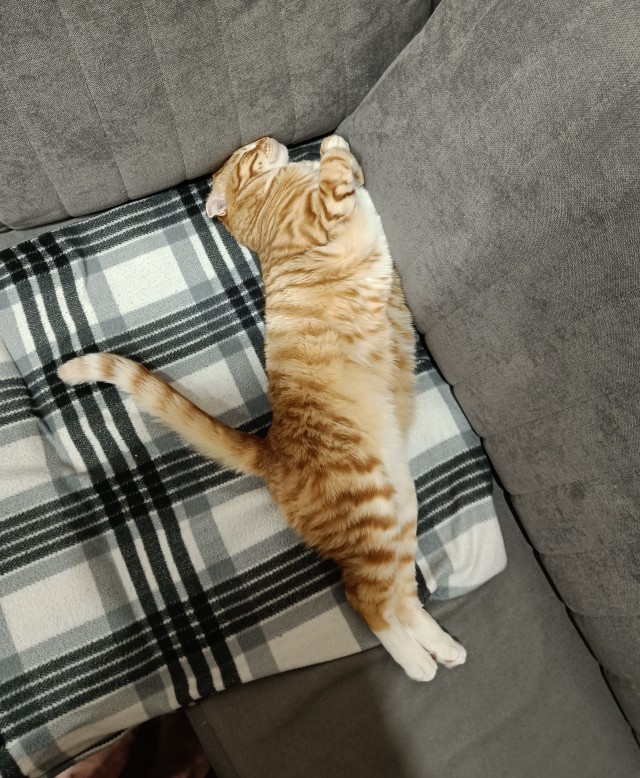 Котовторнику посвящается
