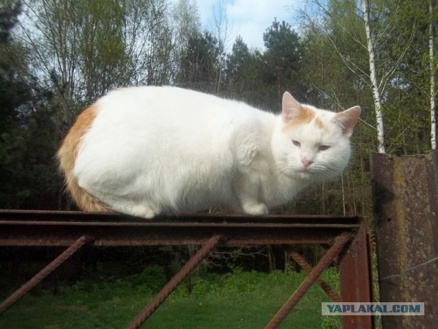 Жизнь домашнего приюта для котеек 444