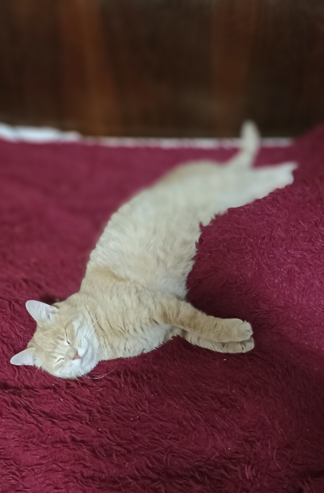 Начинаем котофторник?