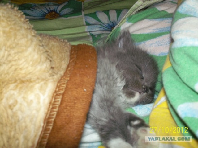 Котовторник 16.04.2013