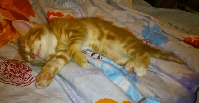 Котовторник Рыжих
