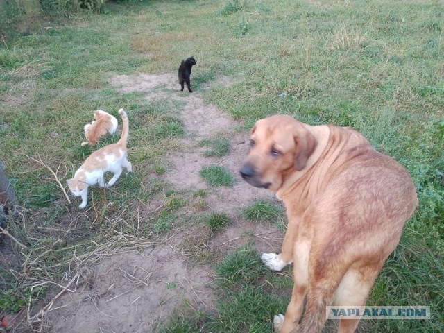 Жизнь домашнего приюта для котеек 463