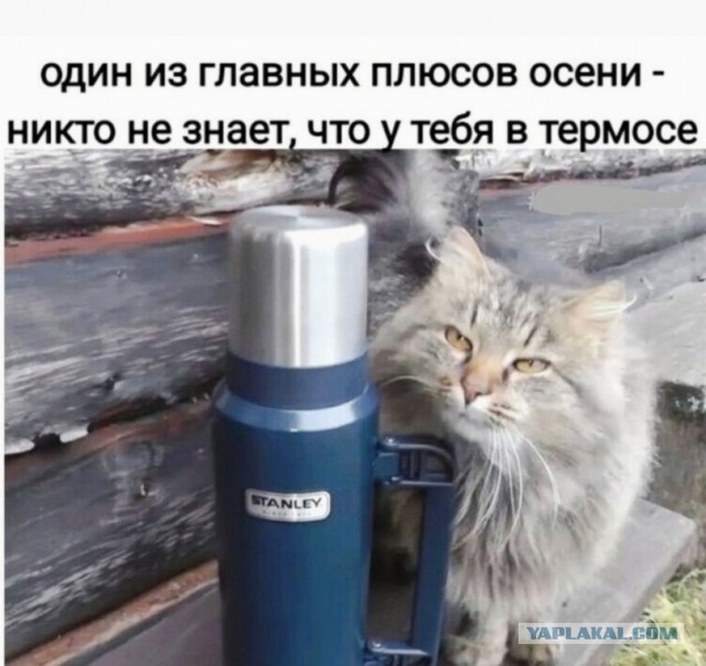 Хозяйство у жениха маленькое, жену не найдет!