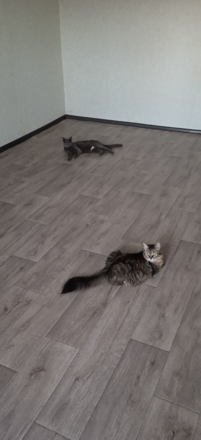 У нас появился кот
