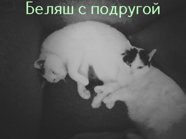 Жизнь домашнего приюта "Котоленд" 428