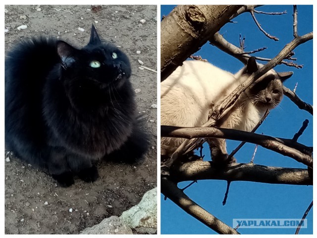 К котовторнику. Пришел жить
