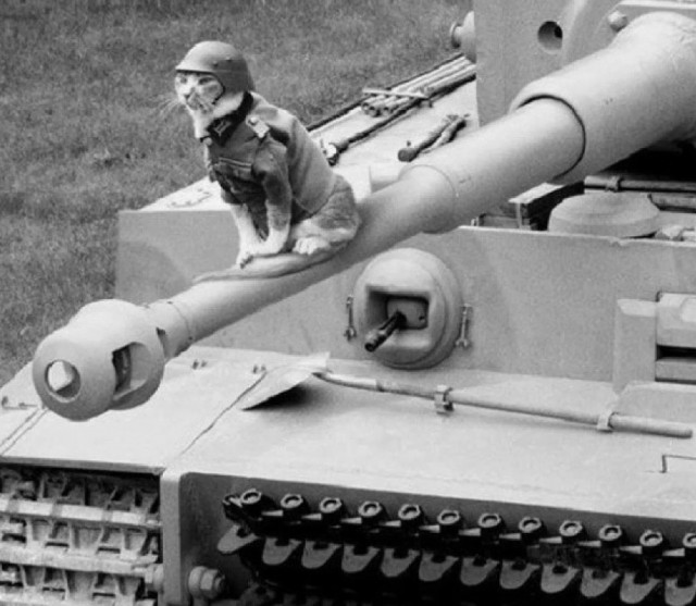 Дятел террорист