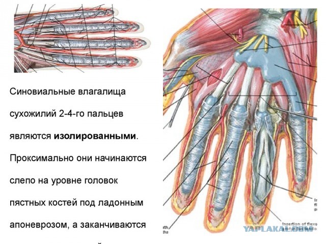 Про влагалище