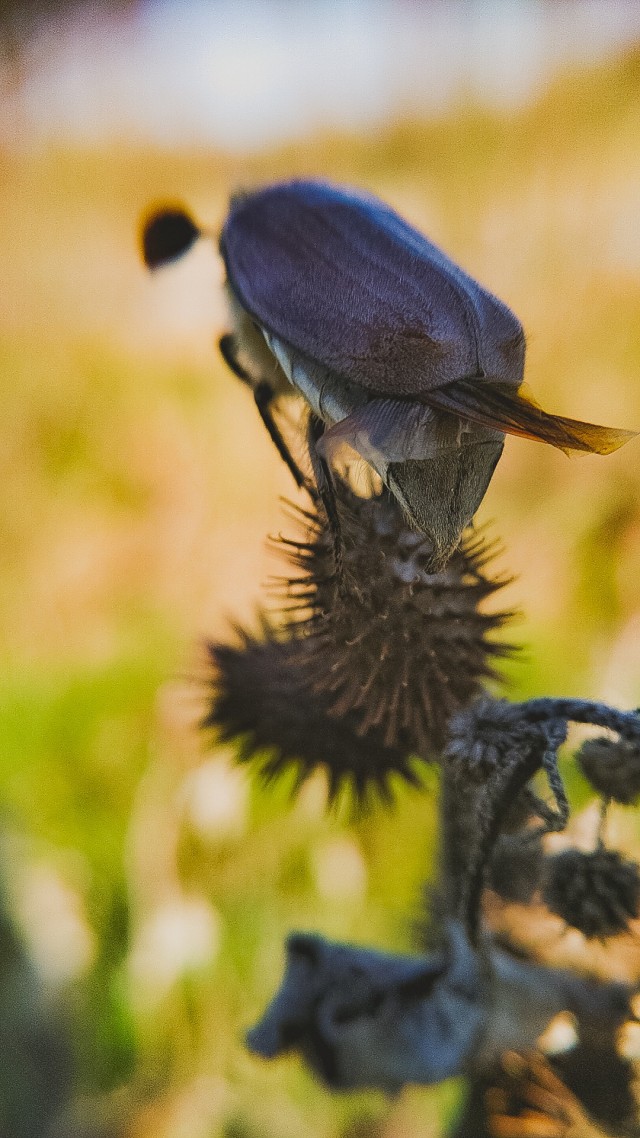 А у нас майские жуки проснулись