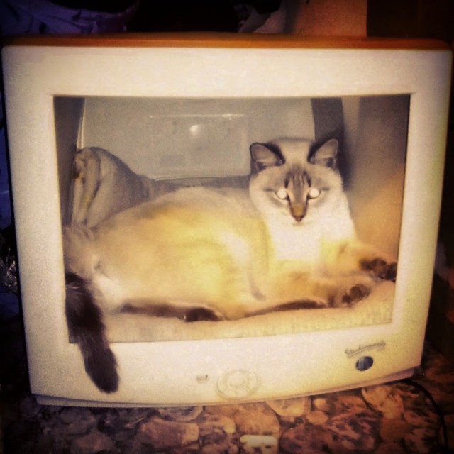 Капелька котовторниковой милоты