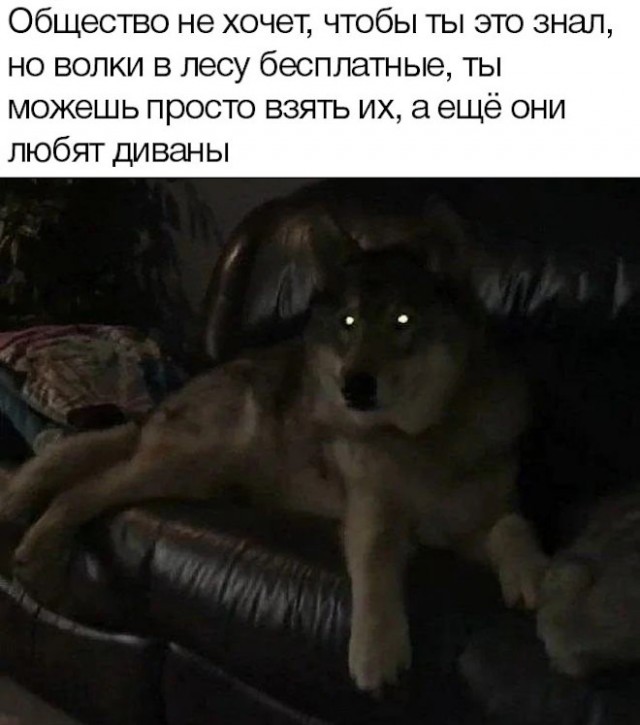Веселые картинки в пятницу (01.08)