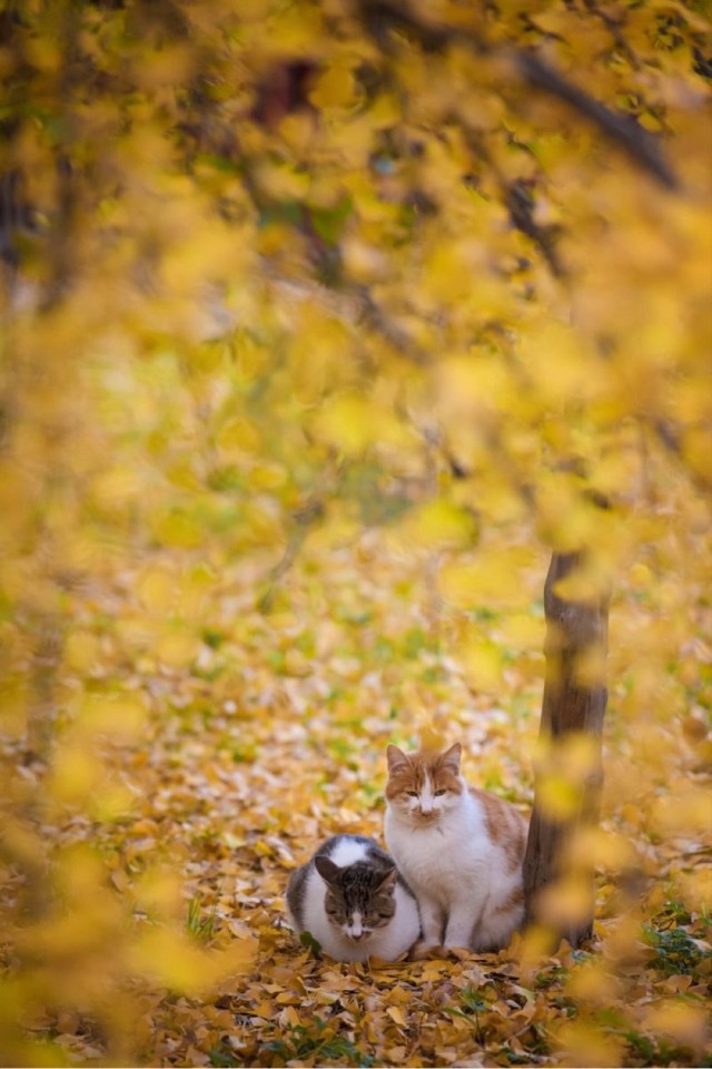 Осенний кот