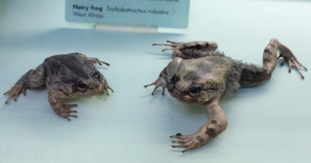 Лягушка-росомаха