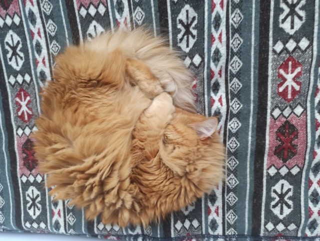 Котовторник наступил
