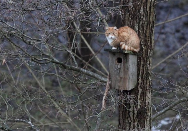 Чутка кошек