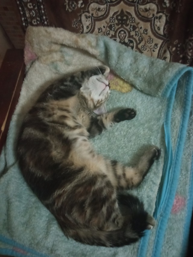 Котовторник 16.12.2025