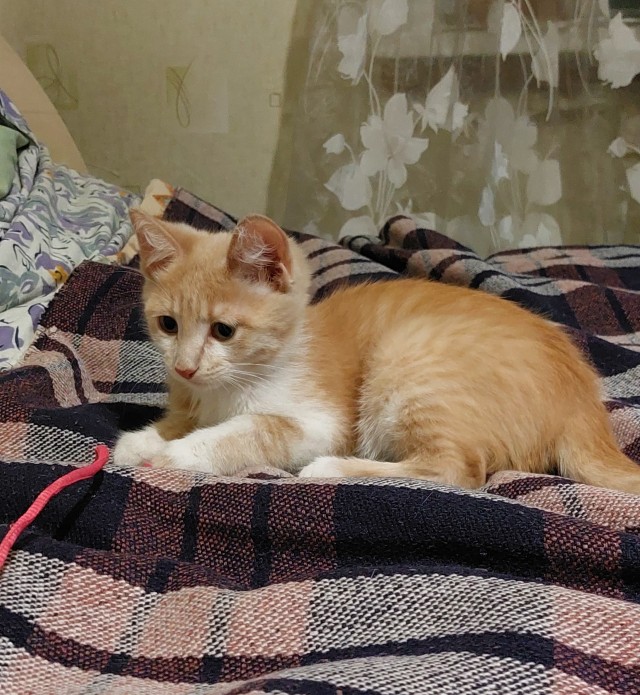 Добрый мужик приютил двух котят⁠. Ну как приютил, у него выбора не было просто