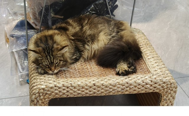 Крымский котик⁠