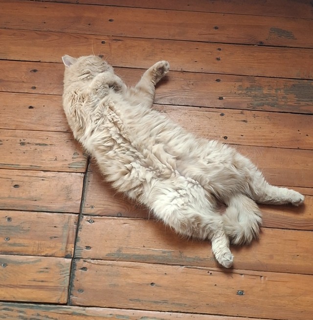 Котовторник