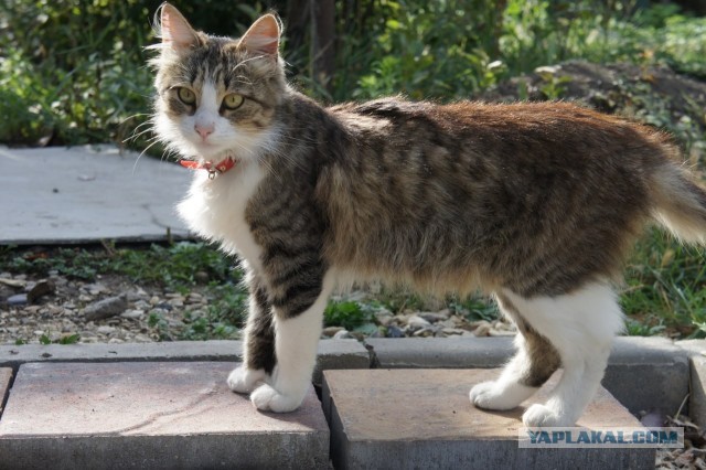 Очередной котовторник