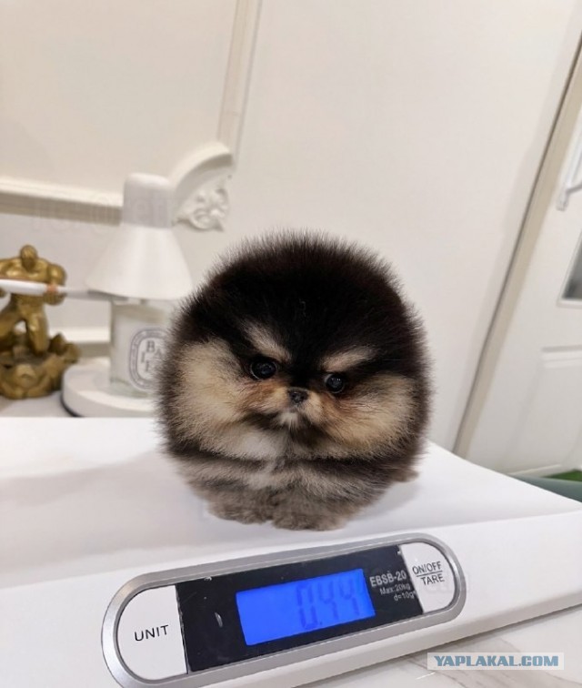 Комок тьмы