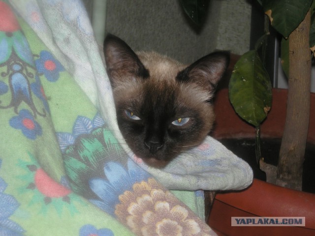 Котовторник   31.12.  2013