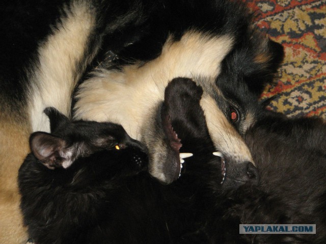 Котовторник 25.02.2014